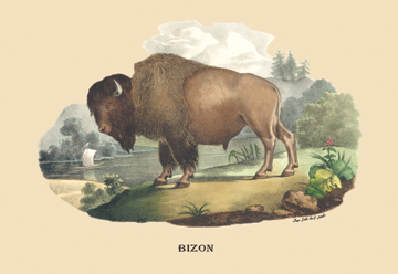 Buy Enlarge 0-587-08914-8C12X18 Bizon - Bison- Canvas Size C12X18