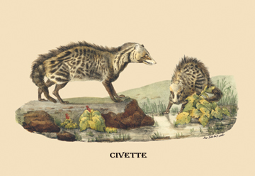 Buy Enlarge 0-587-08922-9C12X18 Civette- Canvas Size C12X18