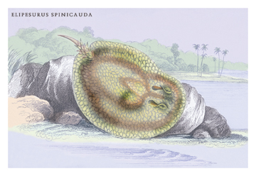 Buy Enlarge 0-587-09174-6C12X18 Elipersurus Spinicauda- Canvas Size C12X18