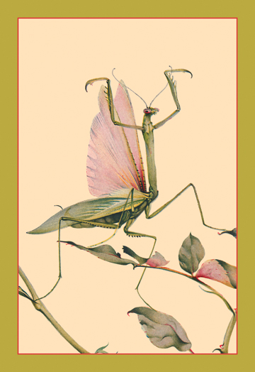 Praying Mantis- Canvas Size C12X18