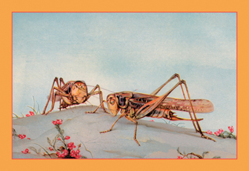 Buy Enlarge 0-587-09253-xC12X18 White-Faced Decticus- Canvas Size C12X18