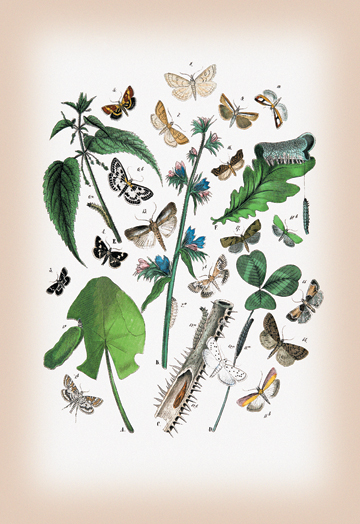 Buy Enlarge 0-587-12593-4C12X18 Moths- Pyrales Farinalis  Agliossa Pinguinalis  et al.- Canvas Size C12X18