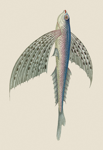 Buy Enlarge 0-587-13548-4C12X18 Winged Fish- Canvas Size C12X18