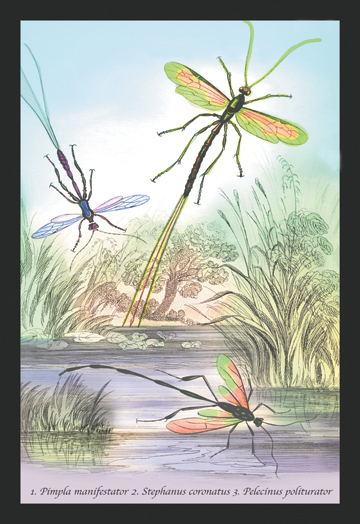 Buy Enlarge 0-587-15088-2C12X18 Insects- Pimpla Manifestator  Stephanus Coronatus  et al.- Canvas Size C12X18