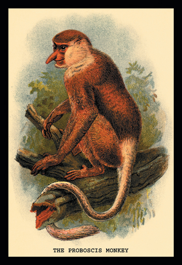 Buy Enlarge 0-587-15170-6C12X18 Proboscis Monkey- Canvas Size C12X18