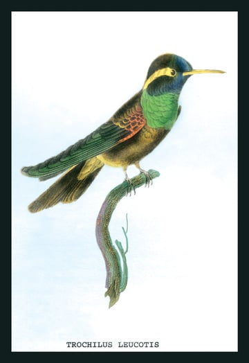 Buy Enlarge 0-587-15236-2C12X18 Hummingbird- Trochilus Leucotis- Canvas Size C12X18 -  Buyenlarge