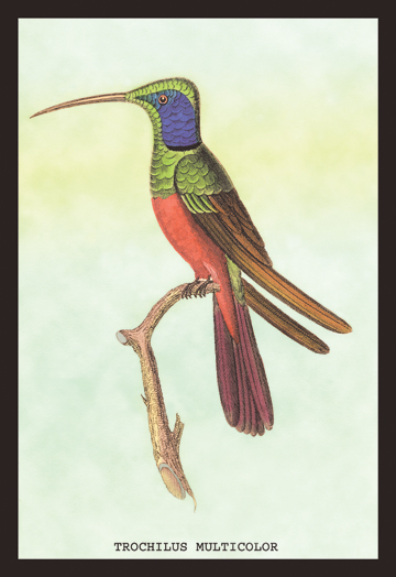 Buy Enlarge 0-587-15238-9C12X18 Trochilus Multicolor- Canvas Size C12X18