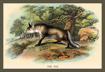Buy Enlarge 0-587-15625-2C12X18 Fox- Canvas Size C12X18