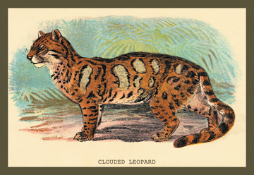 Buy Enlarge 0-587-15632-5C12X18 Clouded Leopard- Canvas Size C12X18