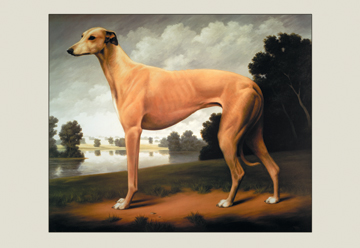 Greyhound on a Parkland Landscape- Canvas Size C12X18