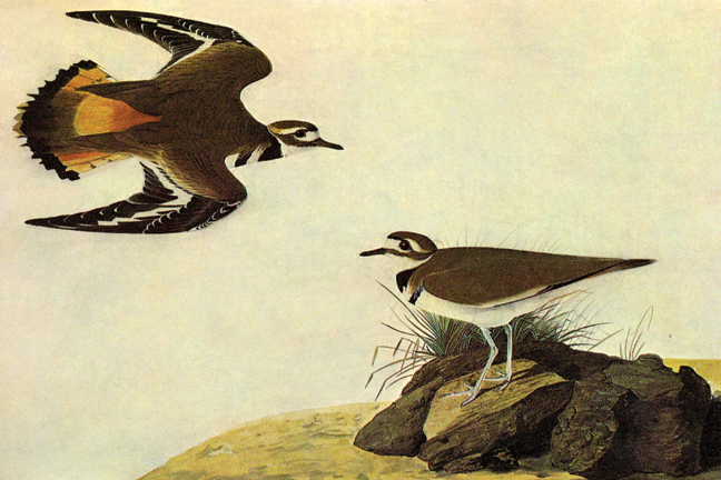 Buy Enlarge 0-587-53557-LC12X18 Killdeer- Canvas Size C12X18