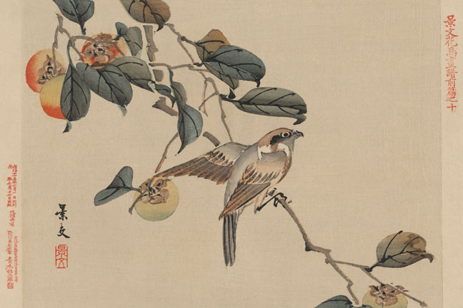Buy Enlarge 0-587-23601-9C12X18 Bird perched on a branch from a fruit persimmon tree.- Canvas Size C12X18
