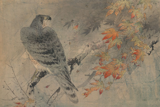 Buy Enlarge 0-587-23602-7C12X18 Eagle on a maple branch- Canvas Size C12X18