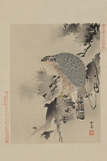 Buy Enlarge 0-587-23610-8C12X18 Hawk- Canvas Size C12X18