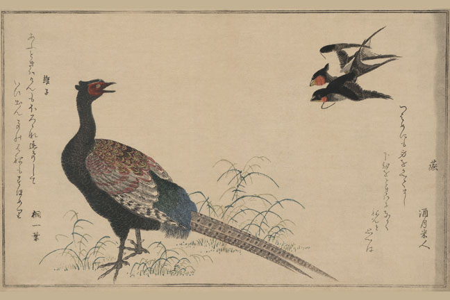 Buy Enlarge 0-587-23629-9C12X18 Pheasant- Canvas Size C12X18