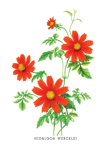 Buy Enlarge 0-587-03618-4C12X18 Hidalgoa Wercklei- Canvas Size C12X18