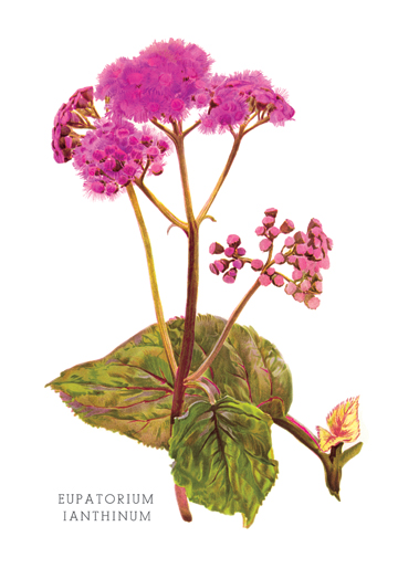 Buy Enlarge 0-587-03631-1C12X18 Eupatorium Ianthinum- Canvas Size C12X18