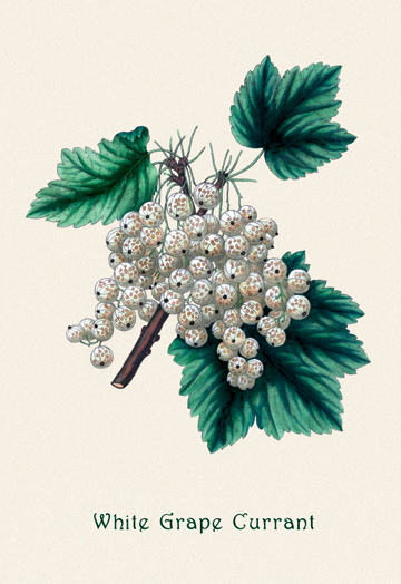 Buy Enlarge 0-587-04157-9C12X18 White Grape Currant- Canvas Size C12X18