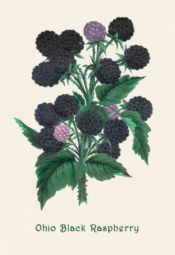 Buy Enlarge 0-587-04175-7C12X18 Ohio Black Raspberry- Canvas Size C12X18