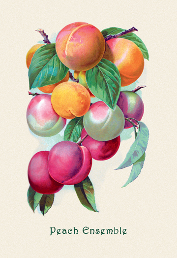 Buy Enlarge 0-587-04177-3C12X18 Peach Ensemble- Canvas Size C12X18