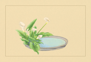 Buy Enlarge 0-587-04438-1C12X18 Calla- Canvas Size C12X18