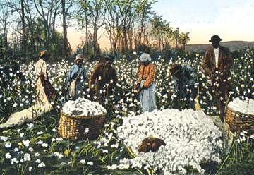Cotton Field Workers- Canvas Size C12X18