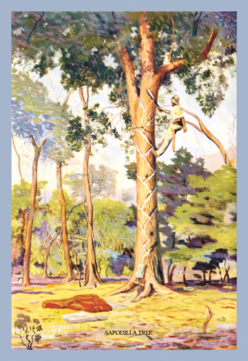 Buy Enlarge 0-587-08332-8C12X18 Sapodilla Tree- Canvas Size C12X18