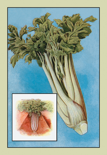 Buy Enlarge 0-587-08385-9C12X18 Celery- Canvas Size C12X18