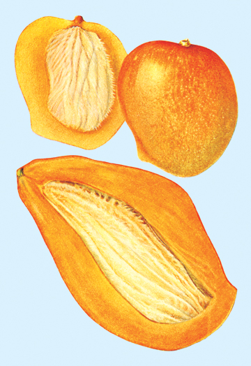 Buy Enlarge 0-587-08625-4C12X18 Mango- Canvas Size C12X18