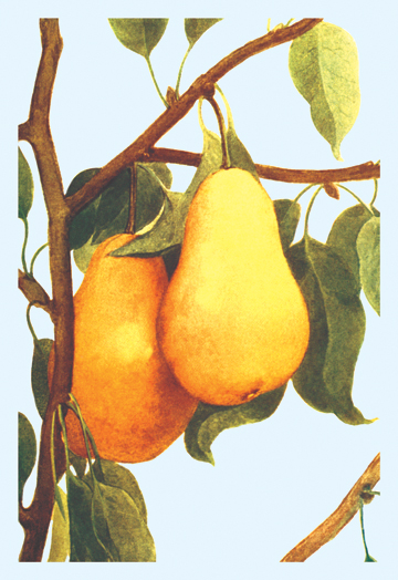 Buy Enlarge 0-587-08628-9C12X18 Bartlett Pears- Canvas Size C12X18