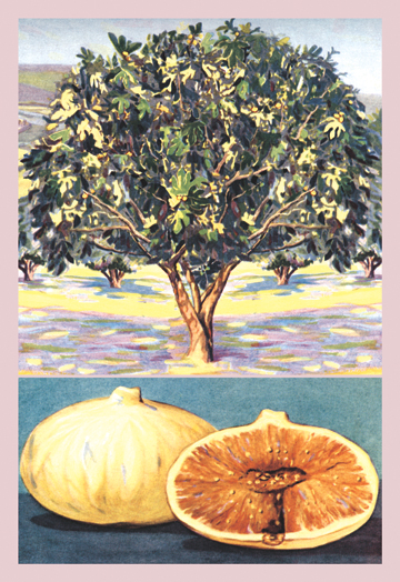 Buy Enlarge 0-587-08640-8C12X18 Fig Tree- Canvas Size C12X18