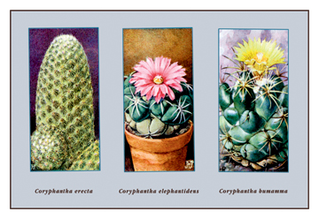 Buy Enlarge 0-587-10013-3C12X18 Coryphanta Erecta- Canvas Size C12X18