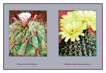 Buy Enlarge 0-587-10281-0C12X18 Ferocactus Latispinus- Canvas Size C12X18