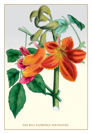 Buy Enlarge 0-587-11542-4C12X18 Bell-Flowered Spathodea- Canvas Size C12X18