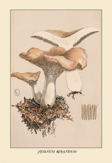 Buy Enlarge 0-587-12256-0C12X18 Hydnum Repandum- Canvas Size C12X18