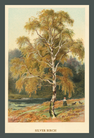 Buy Enlarge 0-587-17595-8C12X18 Silver Birch- Canvas Size C12X18