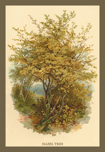 Buy Enlarge 0-587-17611-3C12X18 Hazel Tree- Canvas Size C12X18