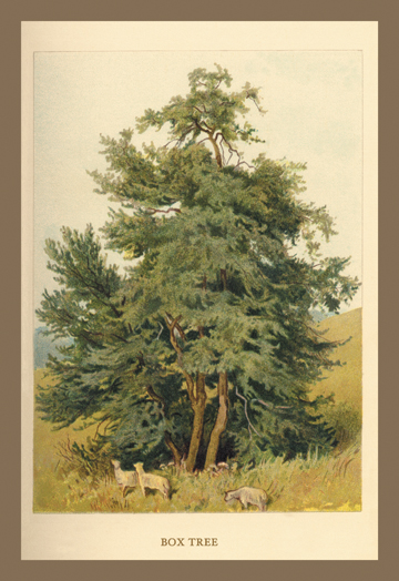 Buy Enlarge 0-587-17626-1C12X18 Box Tree- Canvas Size C12X18