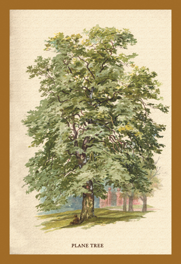 Buy Enlarge 0-587-17637-7C12X18 Plane Tree- Canvas Size C12X18