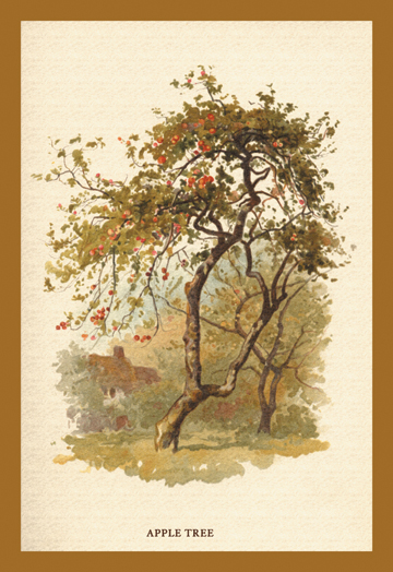Buy Enlarge 0-587-17639-3C12X18 Apple Tree- Canvas Size C12X18