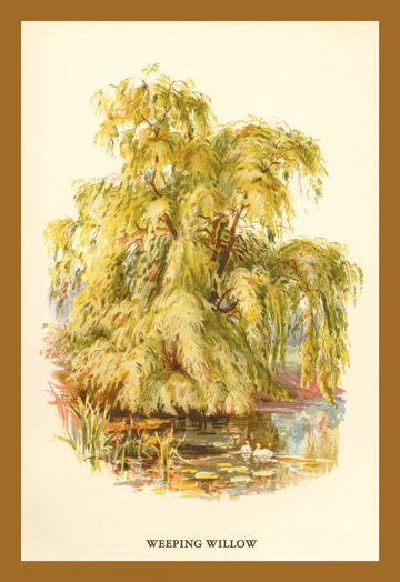 Buy Enlarge 0-587-17646-6C12X18 Weeping Willow- Canvas Size C12X18
