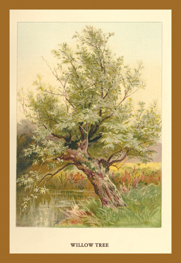 Buy Enlarge 0-587-17652-0C12X18 Willow Tree- Canvas Size C12X18