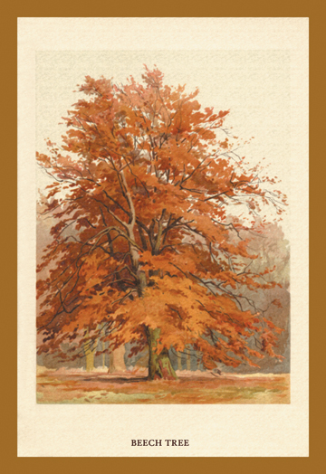 Buy Enlarge 0-587-17654-7C12X18 Beech Tree- Canvas Size C12X18