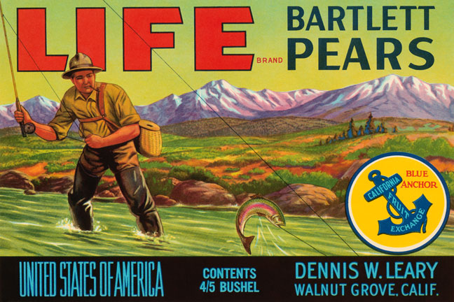 Buy Enlarge 0587239492C12X18 Life Brand Bartlett Pears Canvas Size C12X18