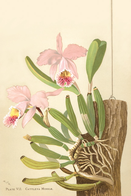 Buy Enlarge 0-587-26898-0C12X18 Cattleya Nossiae- Canvas Size C12X18