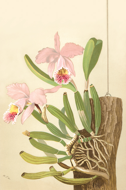 Buy Enlarge 0-587-26899-9C12X18 Cattleya Nossiae- Canvas Size C12X18
