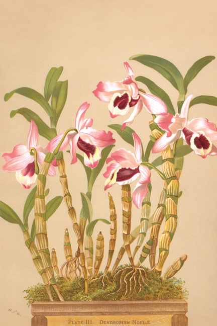 Buy Enlarge 0-587-26902-2C12X18 Dendrobium Nobile- Canvas Size C12X18