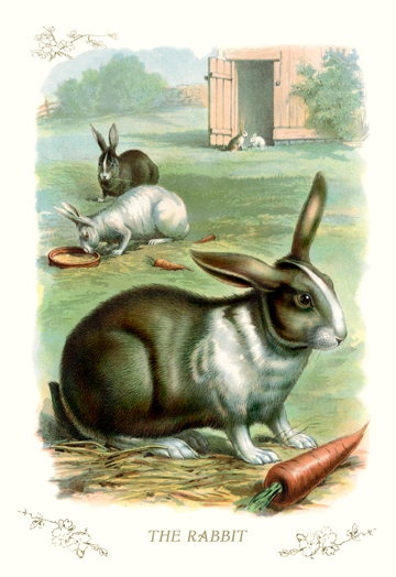 Buy Enlarge 0-587-11188-7C12X18 Rabbit- Canvas Size C12X18