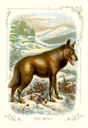 Buy Enlarge 0-587-11196-8C12X18 Wolf- Canvas Size C12X18