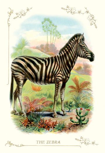 Buy Enlarge 0-587-11198-4C12X18 Zebra- Canvas Size C12X18